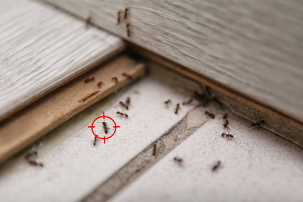 Best Best Pest Control Companies  in Kincaid, IL