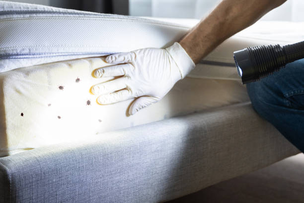 Best Pest Inspection Near Me  in Kincaid, IL